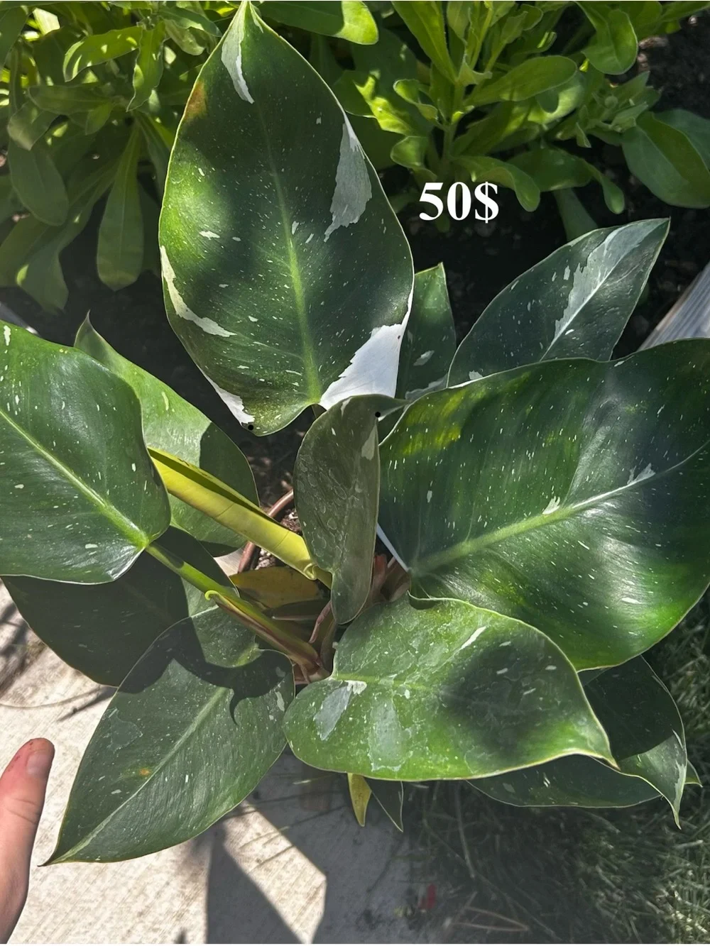 Variegated Green & White Philodendron - Premium Reptile-Friendly Plant